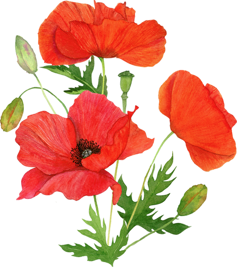 Red Poppy Flowers Bouquet