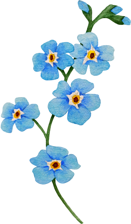 Watercolor Forget-me-not