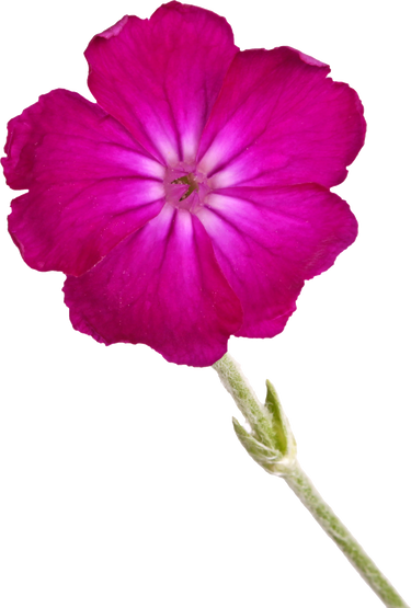 Dark Purple Lychnis or Rose Campion Flower Isolated against Whit